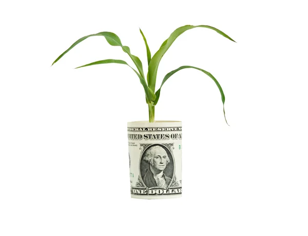 Pšenice, rostoucí z přeložené dolarové bankovky — Stock fotografie