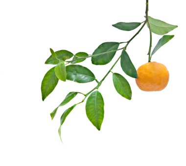 Tangerine isolated on white background clipart