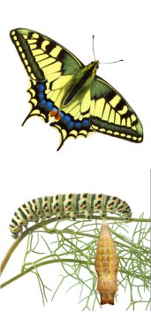 Close up of caterpillar , pupae, and swallowtail clipart