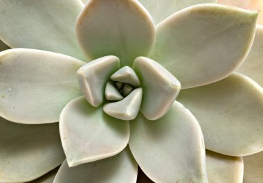 Hen and Chicks plant isolated on white backgroun