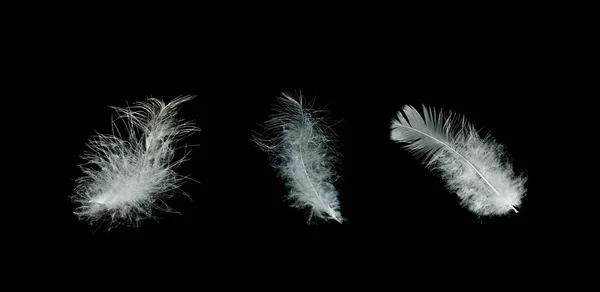 Закрыть белые перья — стоковое фото