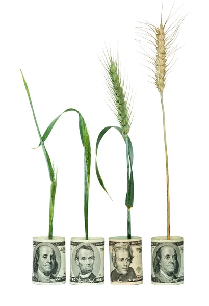 stock image Wheat plants growing from folded dollar bills