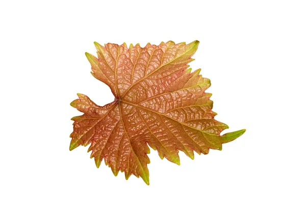 Виноградный лист изолирован на белом фоне — стоковое фото