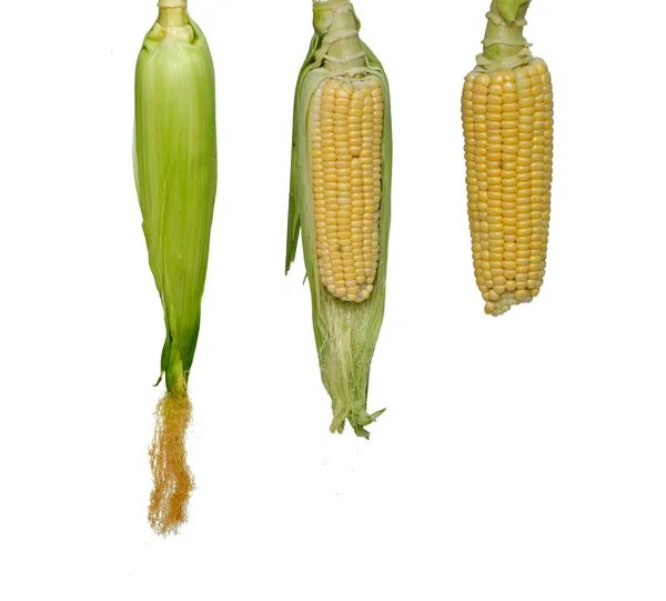 Três espigas de milho isoladas sobre fundo branco — Fotografia de Stock