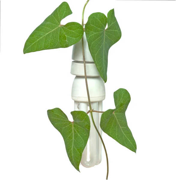 Energy-saving lamp with green plant as a symbol — Stock Photo, Image