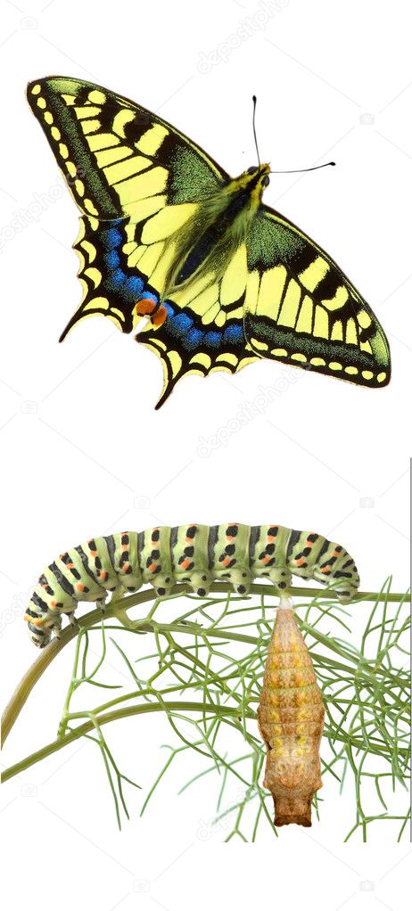 Close up of caterpillar , pupae, and swallowtail