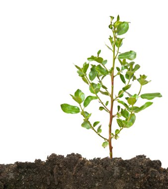 Tree shoot in soil on white background clipart