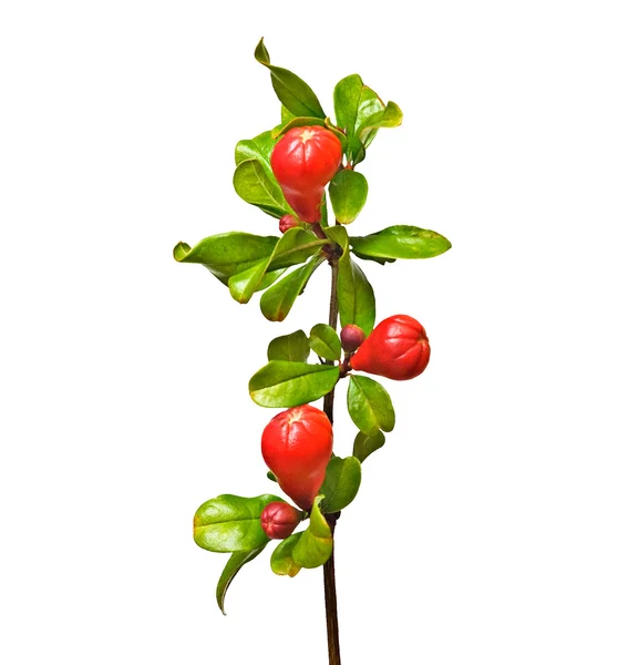 Pomegranate branch with bud — Stock Photo, Image