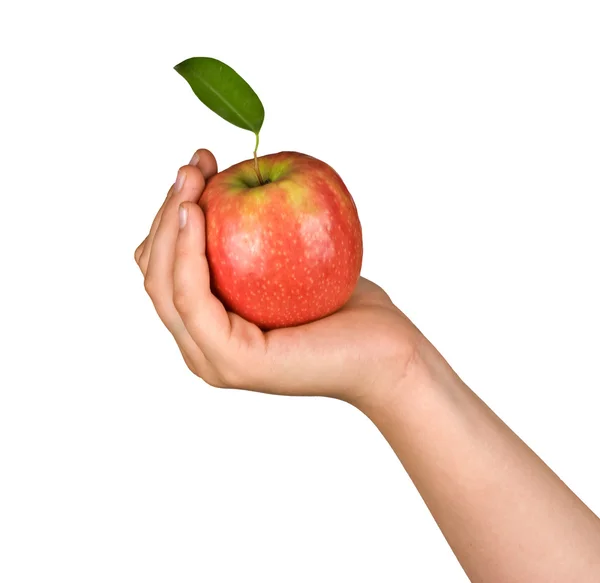 Elde elma — Stok fotoğraf