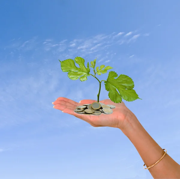 stock image Palm with a tree growng from pile of coins