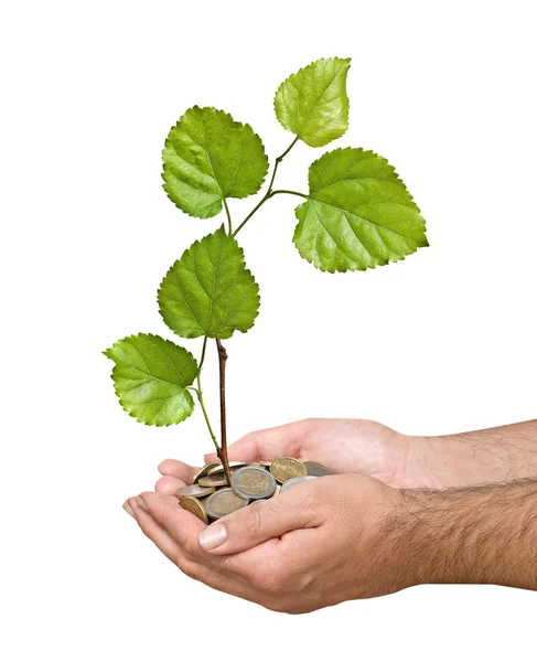 Palmas com uma árvore crescida da pilha de moedas — Fotografia de Stock