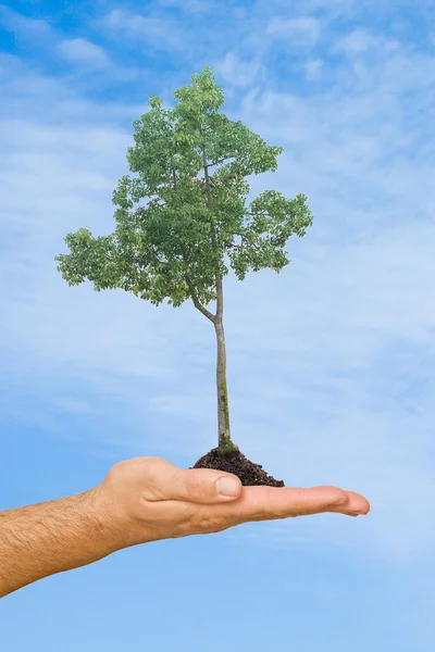 Strom v dlani jako symbol ochrany přírody — Stock fotografie