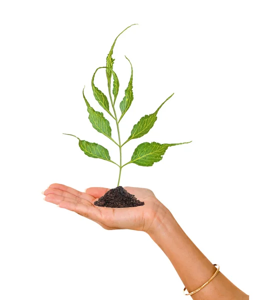 Sprout i håndfladen som et symbol på naturbeskyttelse - Stock-foto