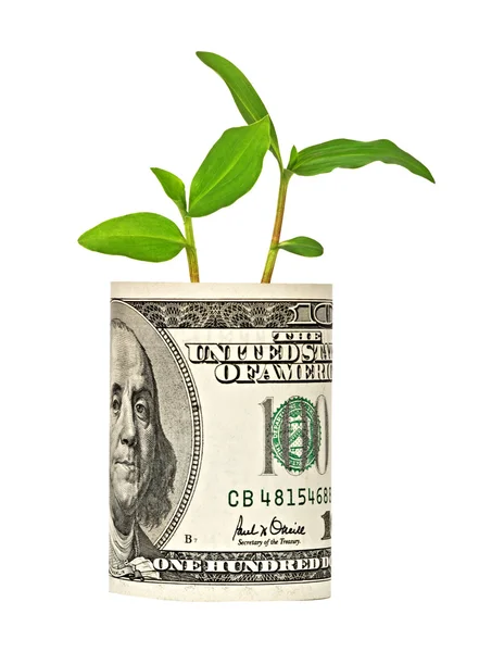 Plants growing from dollar bill — Stock Photo, Image