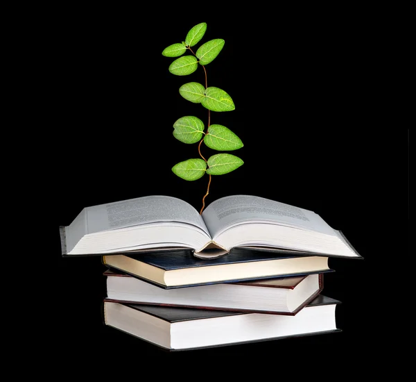 Açık bir kitap büyüyen bitki — Stok fotoğraf