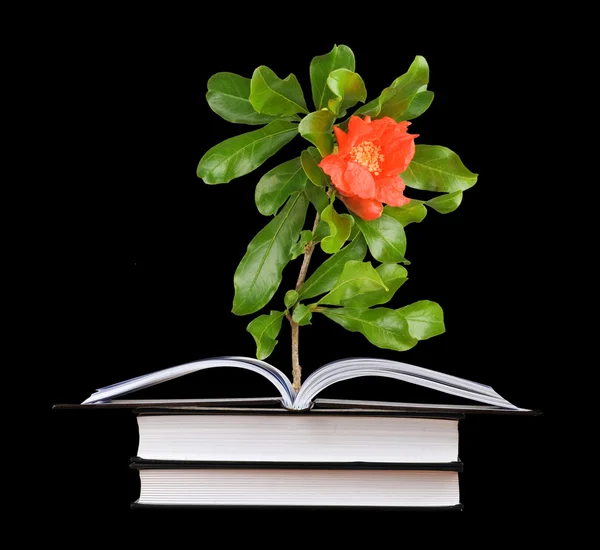 Цветок, растущий из открытой книги — стоковое фото