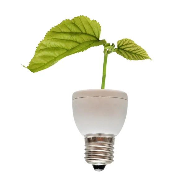 Árbol que crece desde la base de la lámpara fluorescente —  Fotos de Stock