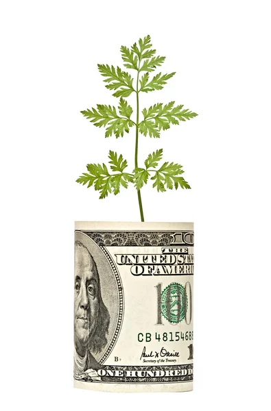 Parsley growing from dollar — Stock Photo, Image