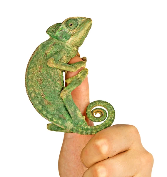 Chameleon on finger — Stock Photo, Image