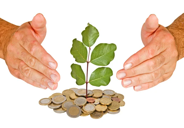 Hands protecting tree growing from pile of coins — Stock Photo, Image