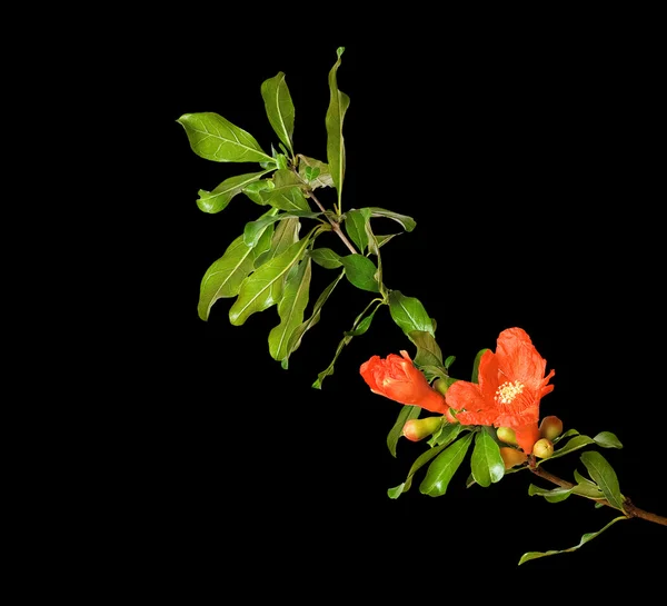 Branche de grenade avec fleurs — Photo