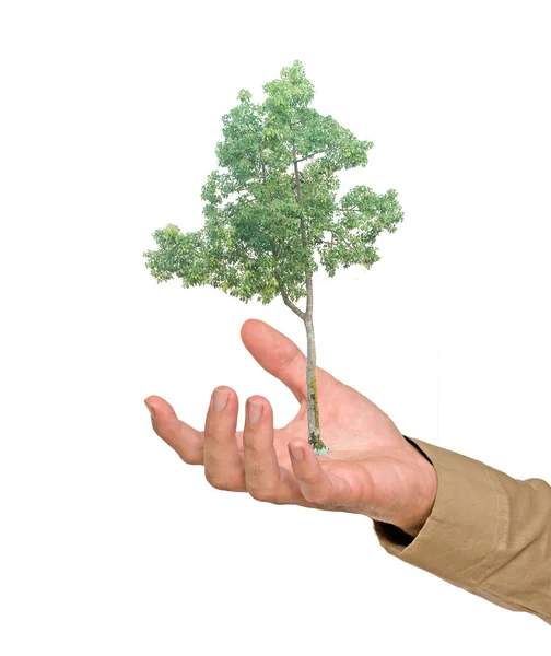 Drzewo w dłoni jako symbol ochrony przyrody — Zdjęcie stockowe