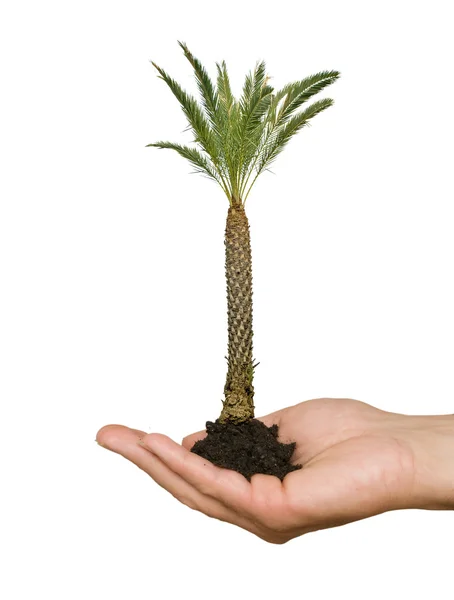 stock image Palm tree in palm as a symbol of nature protection