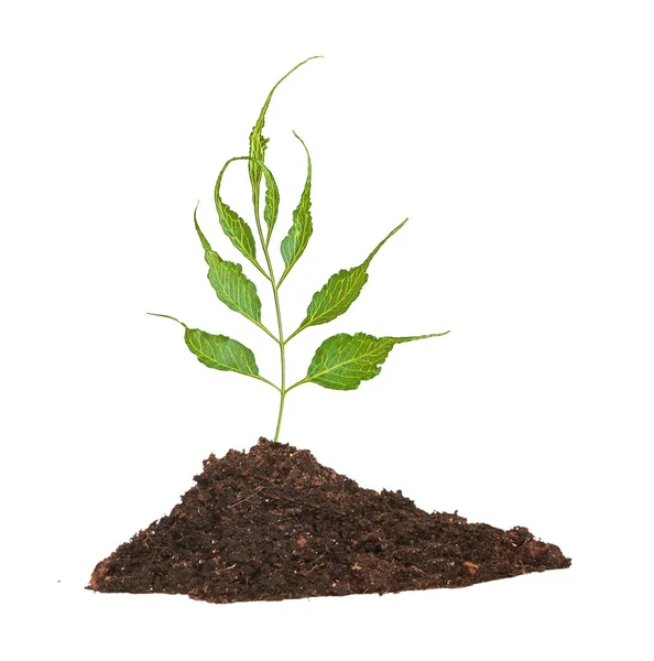 Tree seedling growing from soil — Stock Photo, Image