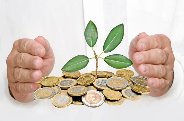 Hands protecting tree growing from pile of coins — Stock Photo, Image