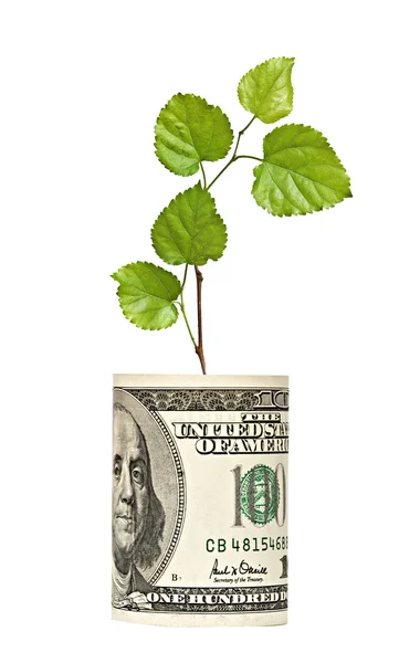 Germoglio albero in crescita da dollaro fattura — Foto Stock