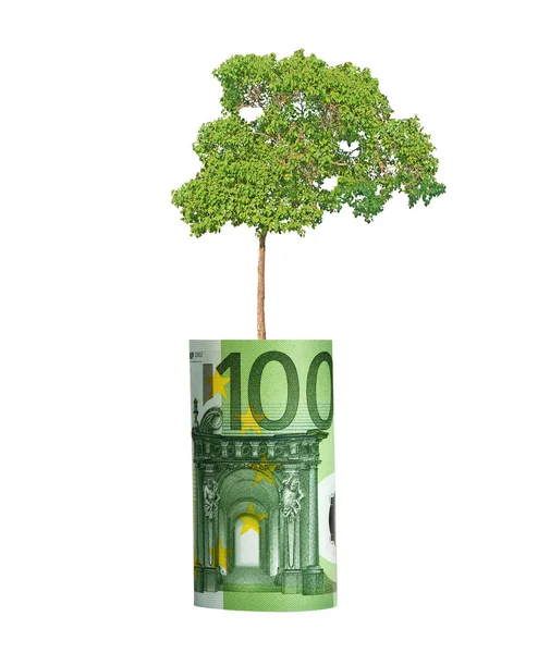 युरो बिल पासून वाढत झाड — स्टॉक फोटो, इमेज