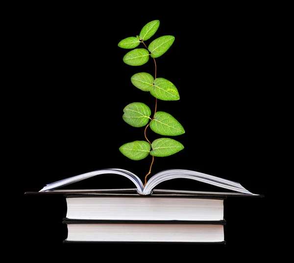 Plant growing from an open book — Stock Photo, Image