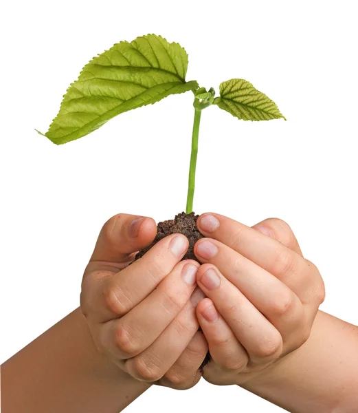 Sprout i håndfladerne som et symbol på naturbeskyttelse - Stock-foto