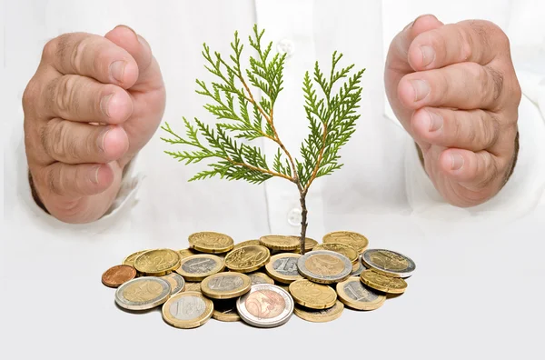 Ruce chrání strom, který roste z hromady mincí — Stock fotografie
