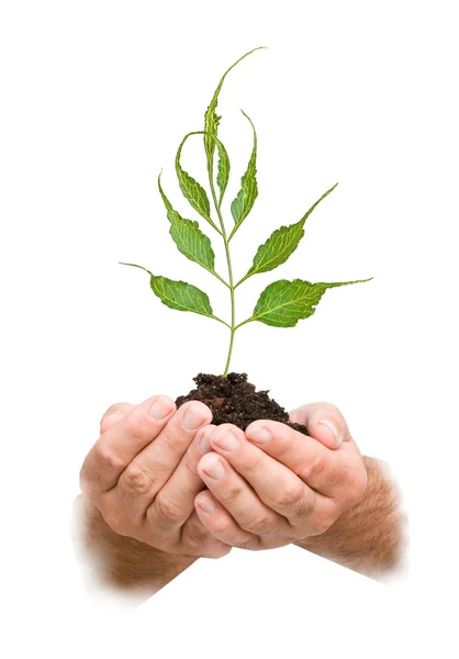 Tree in hands as a symbol of nature protection — Stock Photo, Image