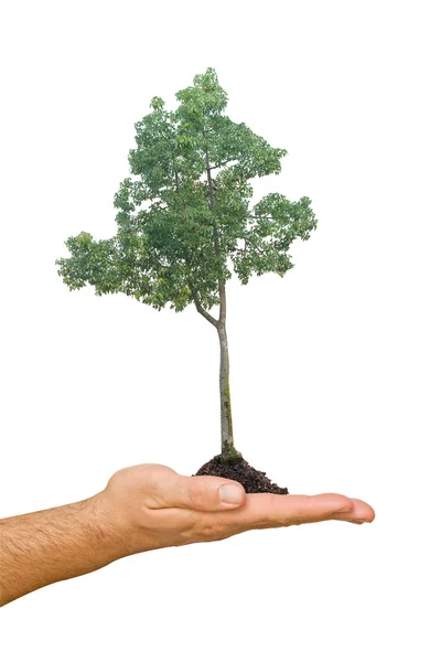 Дерево в руках как символ охраны природы — стоковое фото