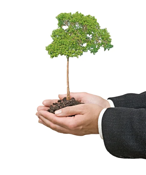 Árbol en las manos como símbolo de protección de la naturaleza —  Fotos de Stock