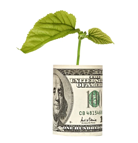 Träd skjuta växer från dollarsedel — Stockfoto