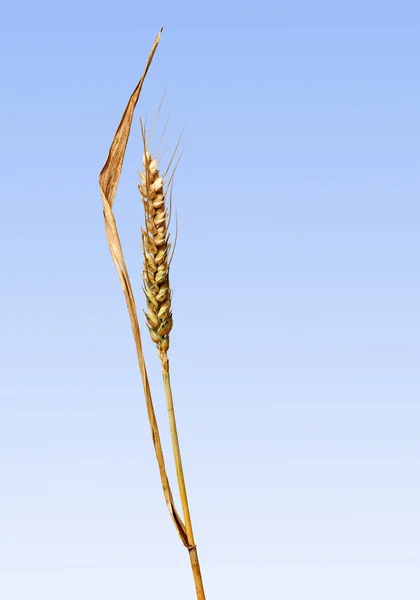 Пшениця на синьому фоні — стокове фото