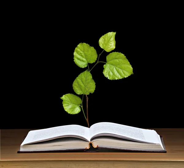 Träd växer från öppen bok — Stockfoto