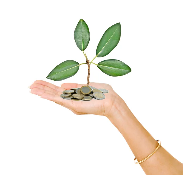 stock image Palm with a tree growing from pile of coins