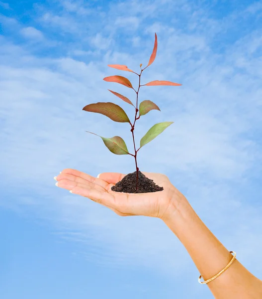 Träd plantor i handen som en symbol för naturskydd — Stockfoto