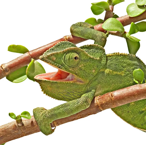 Kameleont med öppen mun — Stockfoto