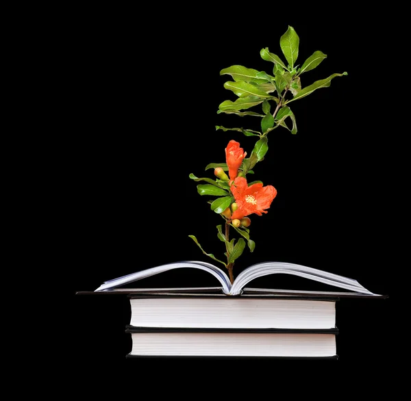 Açık bir kitap büyüyen çiçek — Stok fotoğraf