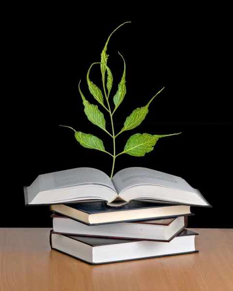 Tree seedling growing from an open book — Stock Photo, Image