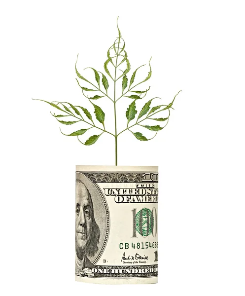 Árvore tiro crescendo de nota de dólar — Fotografia de Stock