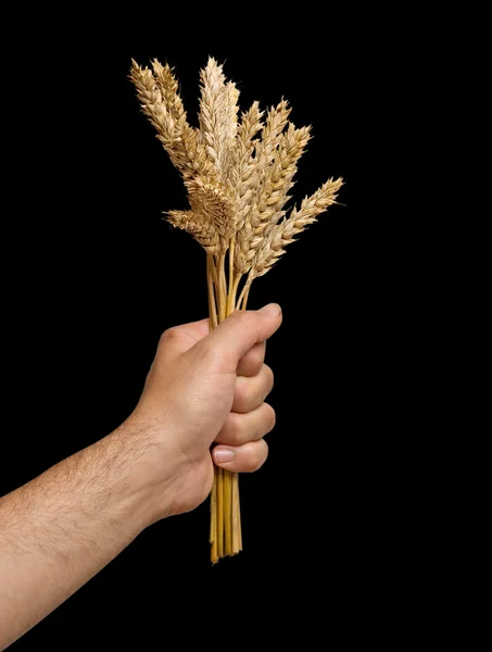 Agricoltore che presenta grappolo di grano come dono dell'agricoltura — Foto Stock