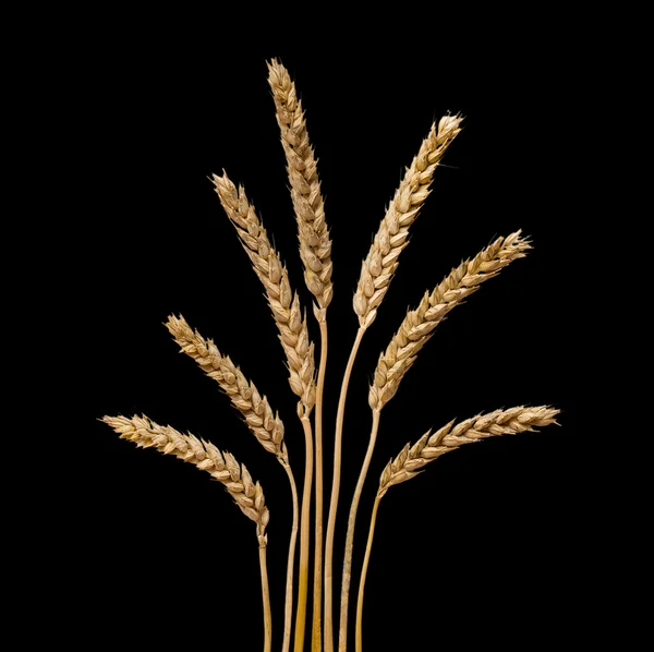 Weizen isoliert auf schwarzem Hintergrund — Stockfoto