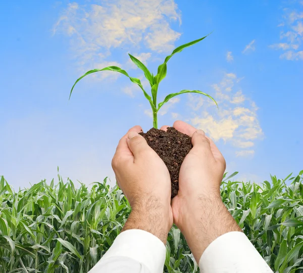 Landwirt präsentiert Maiskeim als Geschenk der Landwirtschaft — Stockfoto
