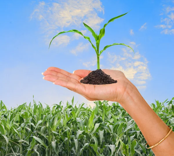 Landwirt präsentiert Maiskeim als Geschenk der Landwirtschaft — Stockfoto
